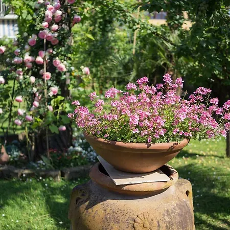 Il Giardino Apartment Cinquale
